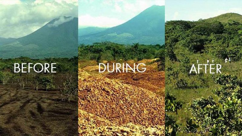 Orange as fertilizer