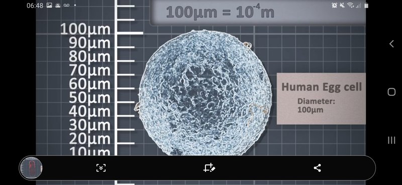 Human Egg Cell size