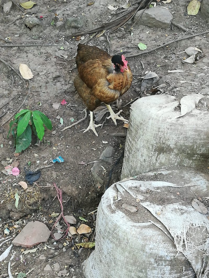 And finally our pet approved the project...so...we finally submit FueGONE App.