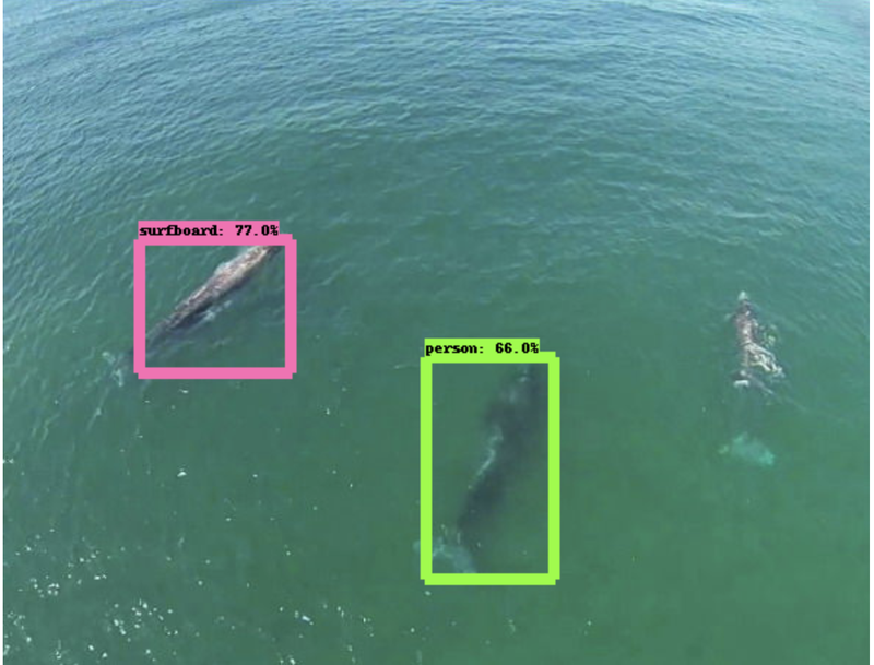 CNN: a whale surfer found on surface! --wait, what? Ahh, Convolutional Neural Network, now I get it.