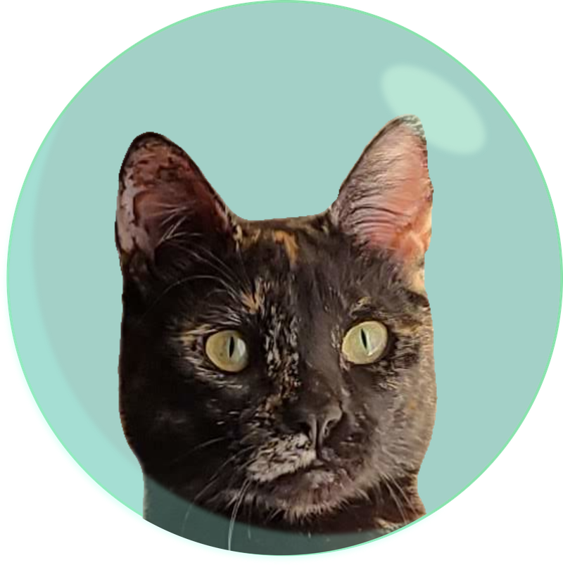 Space cats for us all