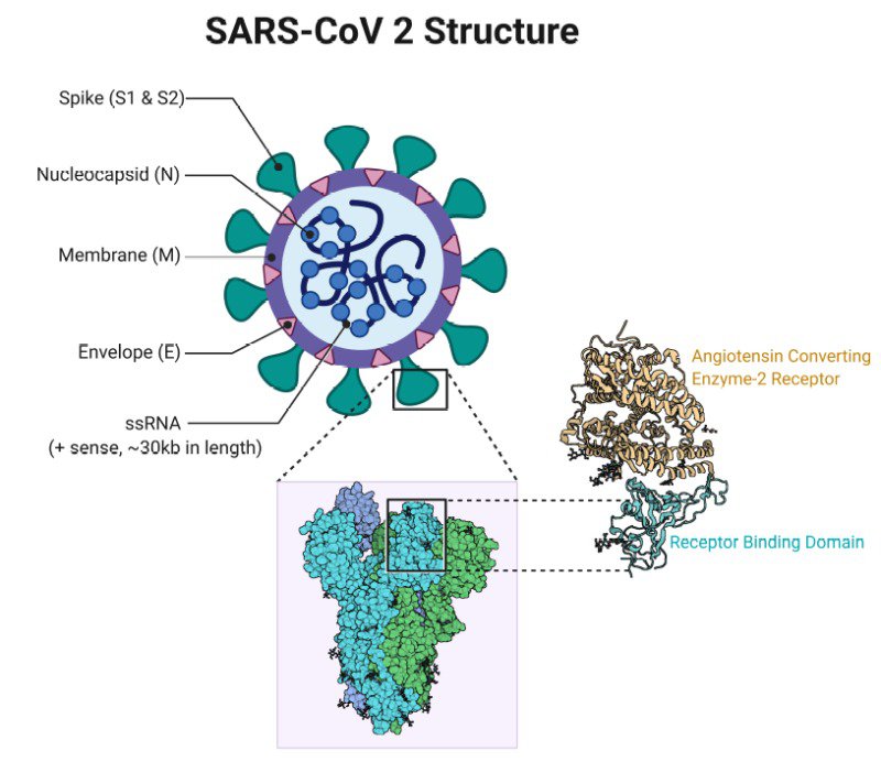 SARS- CoV 2 Structure